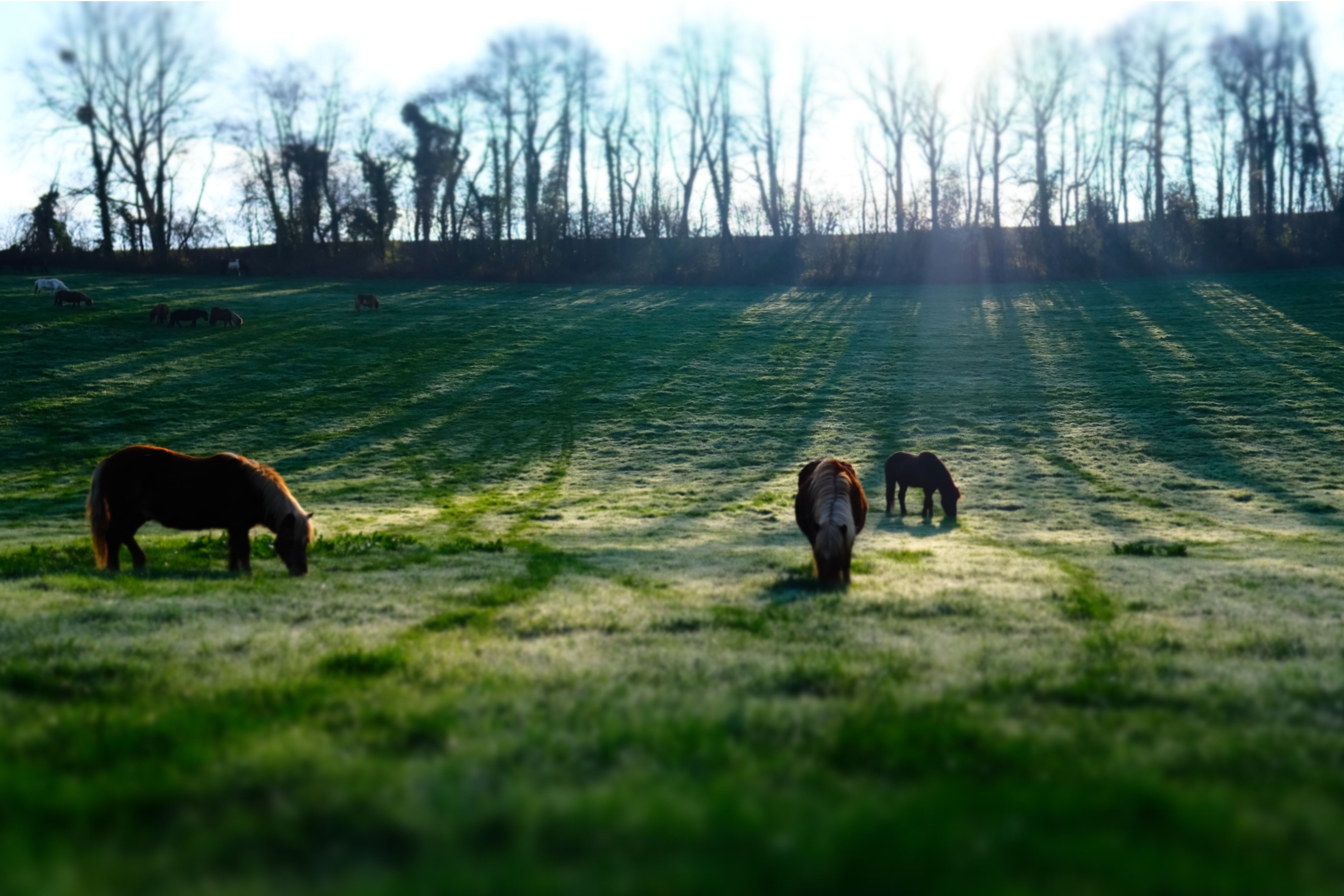 bien-être des poneys et chevaux à Bois Guilbert 